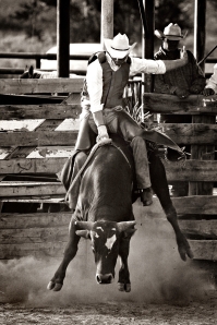 bigstock-rodeo-cowboy-bull-riding-con-26400719